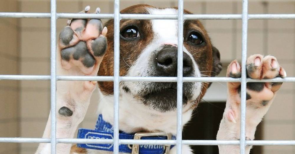 RSPCA launches urgent appeal as coronavirus crisis leads to '95 percent loss of income' - manchestereveningnews.co.uk - Britain