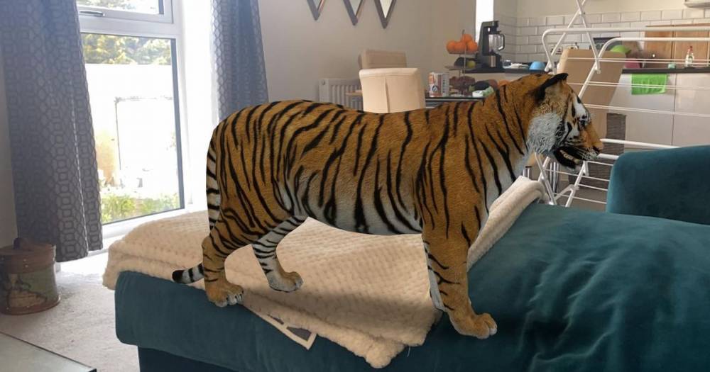 Google trick brings 3D lions, tigers, sharks and penguins into your home - mirror.co.uk - Britain