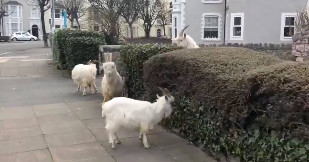 Naughty goats take over town during coronavirus lockdown - even police can't stop them - mirror.co.uk - Britain