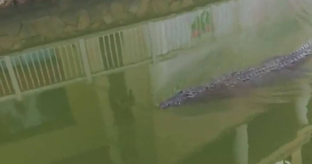 Crocodile seen outside Cancun hotel as predators 'take back control' of hotspots - dailystar.co.uk - Mexico