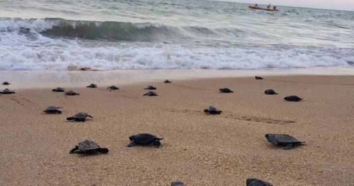 Coronavirus clears beach for endangered sea turtle hatchlings in Brazil - globalnews.ca - Brazil