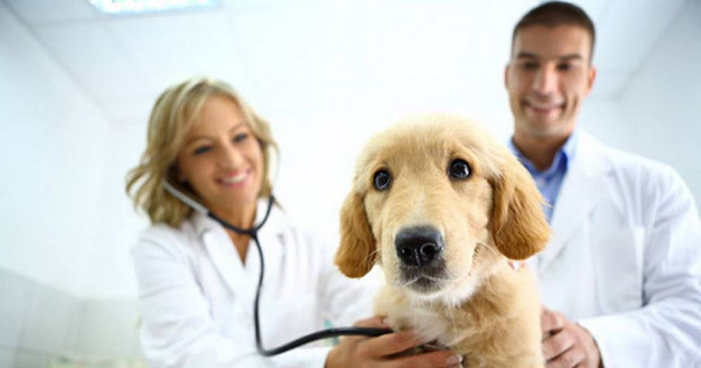 Coronavirus: How to take care of your pet properly during the Covid-19 pandemic - dailystar.co.uk