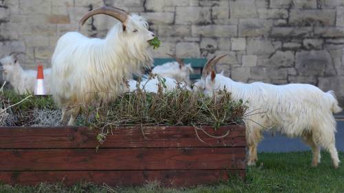 Coronavirus outbreak: Wild goats wander deserted Welsh town under lockdown - globalnews.ca - Britain - city Welsh
