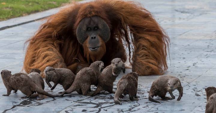 Unlikely pals: Orangutan family befriends otter crew in adorable zoo photos - globalnews.ca - Belgium