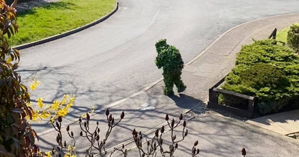 Coronavirus lockdown lunacy: Couple shocked to see neighbour going out dressed as a bush - dailystar.co.uk