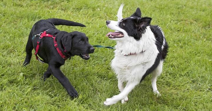 Jess Brady - Coronavirus: London off-leash dog parks closed following provincial order - globalnews.ca - county Scott