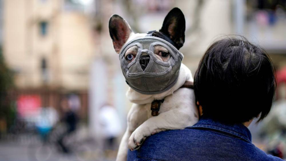 Should pets be tested for coronavirus? - sciencemag.org - Hong Kong - city Shanghai - city Hong Kong - Belgium