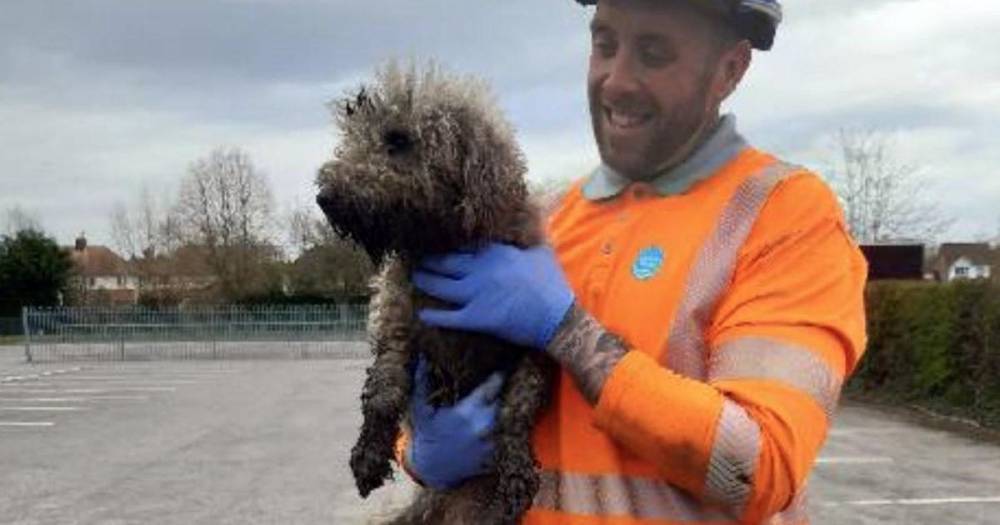 Incredible moment dog rescued from water pipe after being stuck for nearly a day - mirror.co.uk