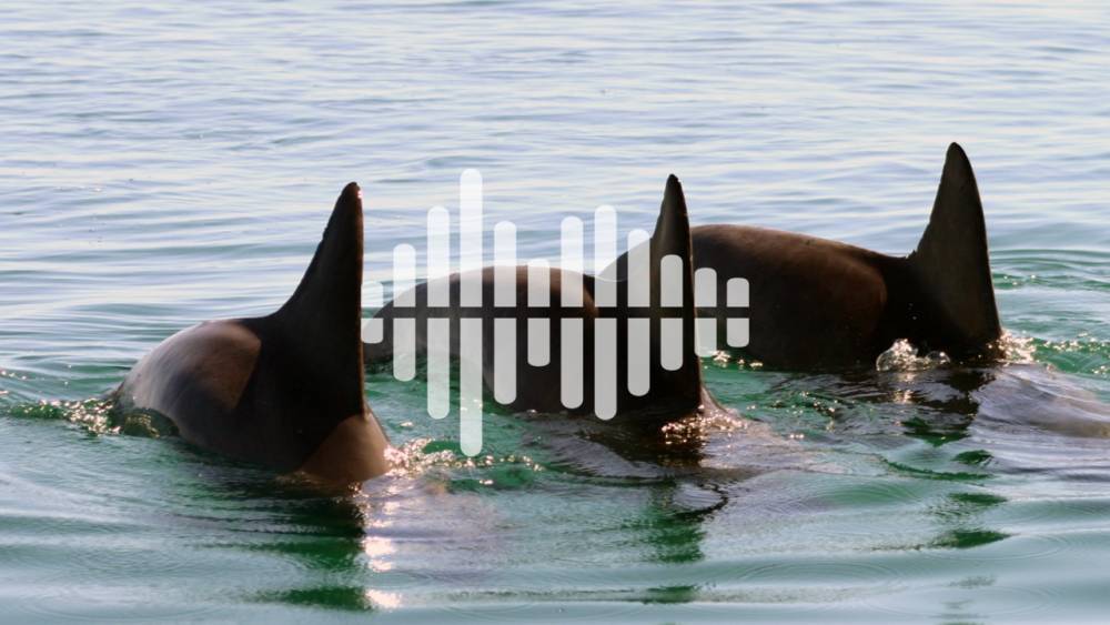 Dolphin ‘gangs’ protect their females by vocalizing in sync - sciencemag.org - Australia