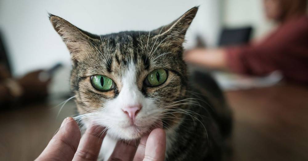 Cat becomes third pet to test positive for coronavirus after owner gets bug - dailystar.co.uk - Hong Kong - city Hong Kong