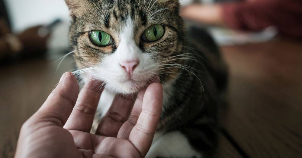 Pet cat tests positive for coronavirus as owner falls ill with deadly bug - mirror.co.uk - Hong Kong - city Hong Kong