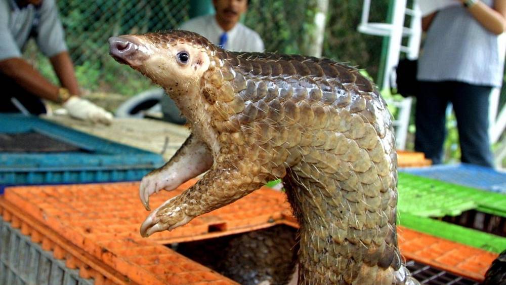 Was the pangolin the source of the Covid-19 outbreak? - rte.ie