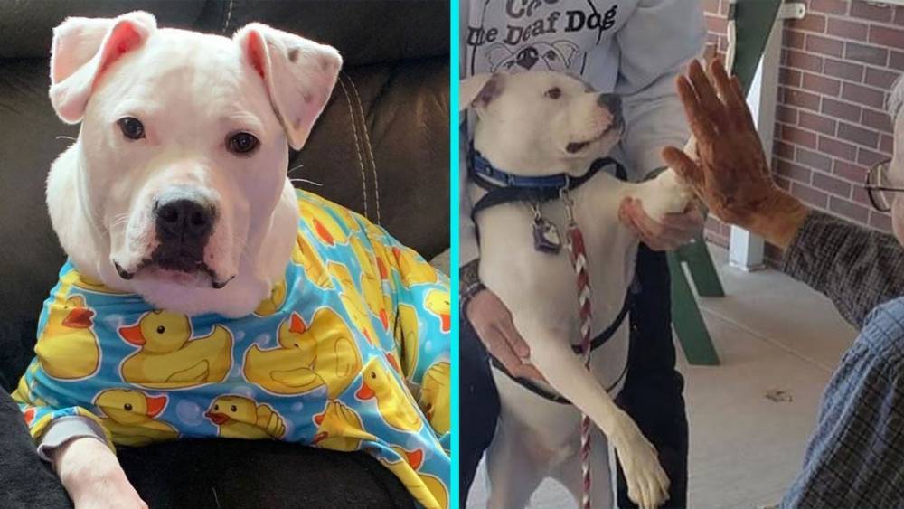 Good News - Cole the Deaf Dog Serves as a 'Ray of Sunshine' During These Challenging Times (Exclusive) - etonline.com - state New Jersey - city Vineland, state New Jersey
