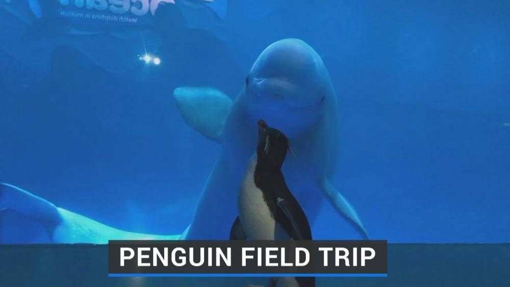 Penguins visit beluga whales in aquarium closed over virus concerns - rte.ie - city Chicago