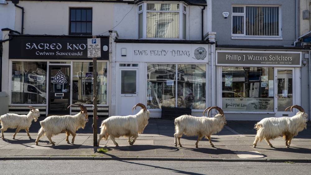 Goats invade streets of Welsh coastal resort - rte.ie - Britain - Ireland