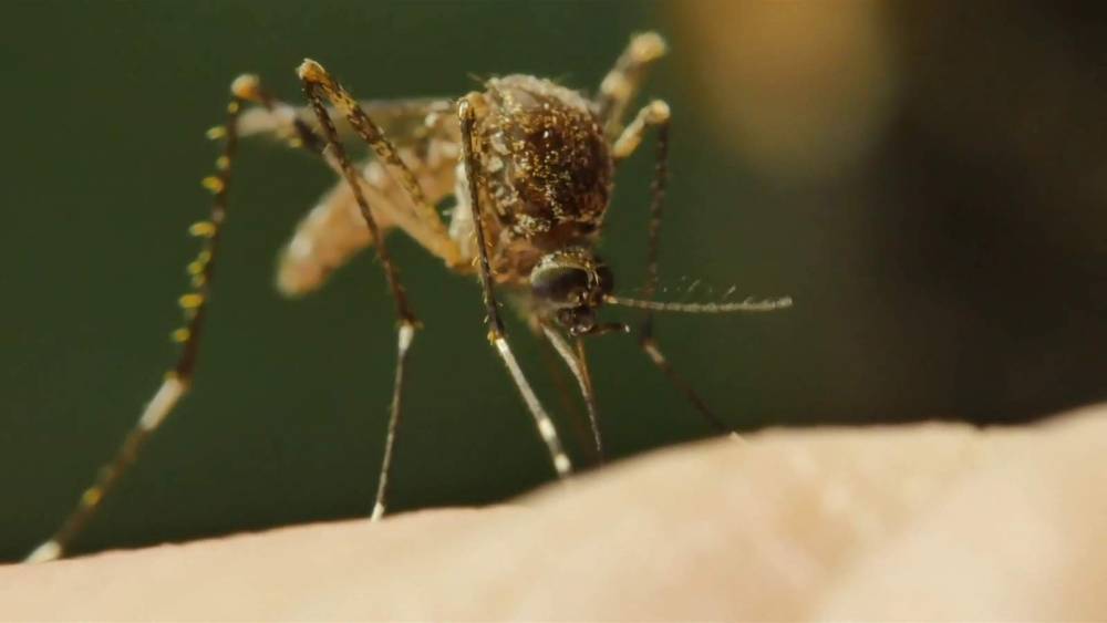 Can coronavirus be spread through mosquitoes? - clickorlando.com - state Florida