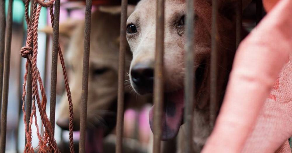 Coronavirus outbreak sees Chinese city ban dog and cat meat trade - dailystar.co.uk - China - Taiwan - Hong Kong