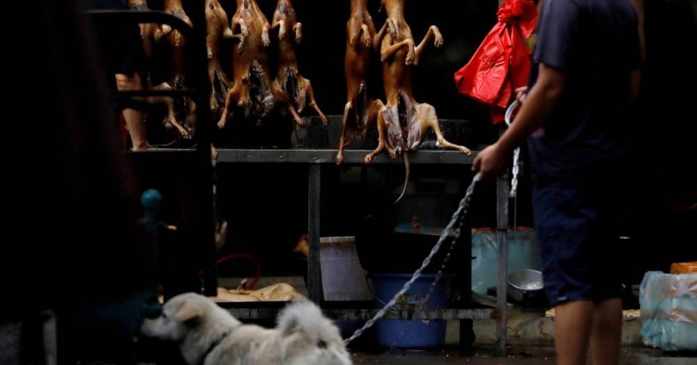 China to declare dogs are pets and not meat after coronavirus outbreak - mirror.co.uk - China - city Wuhan - city Some
