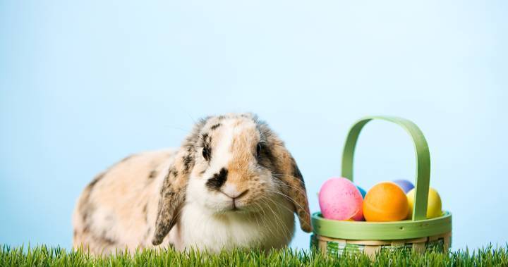 Doug Ford - Easter Bunny - MLHU urging people to rethink long weekend plans and stay home amid COVID-19 - globalnews.ca