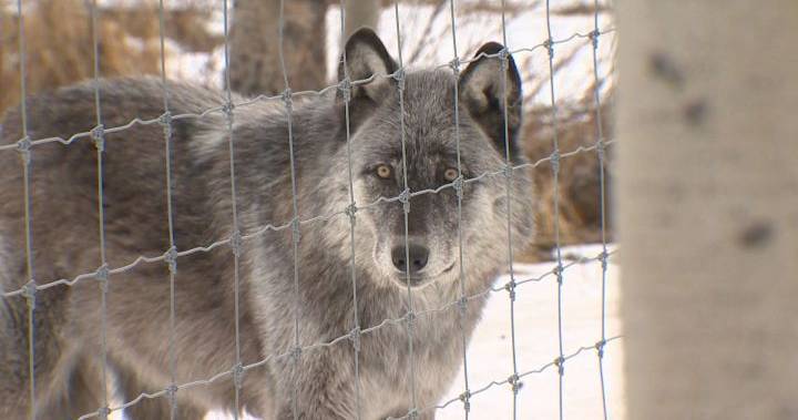 Alberta wolfdog sanctuary appeals for support to survive COVID-19 pandemic - globalnews.ca - city Sanctuary