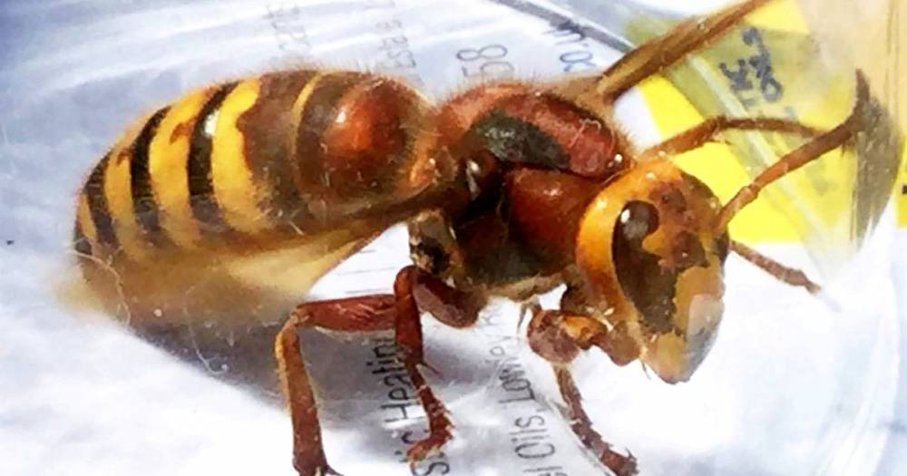 Deadly giant Asian Hornets that can 'kill with one sting' are heading to the UK - mirror.co.uk - China - Britain - France
