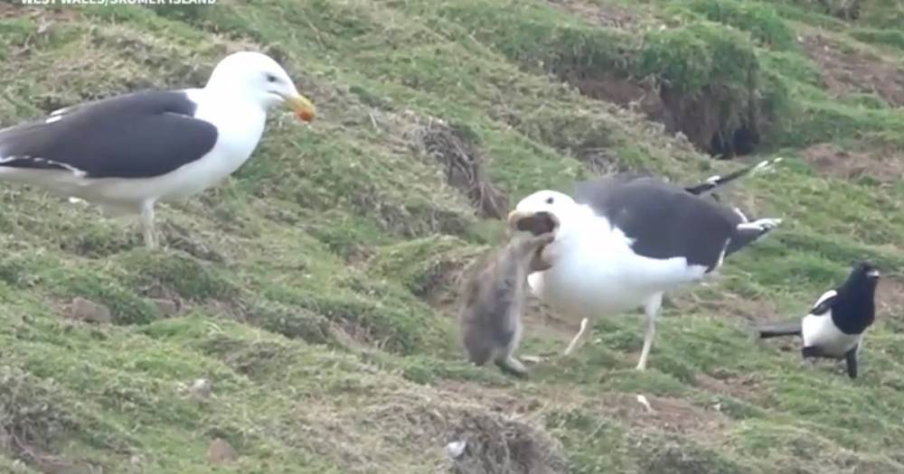 Seagull pulls rabbit out of hole and swallows it whole in gruesome footage - dailystar.co.uk