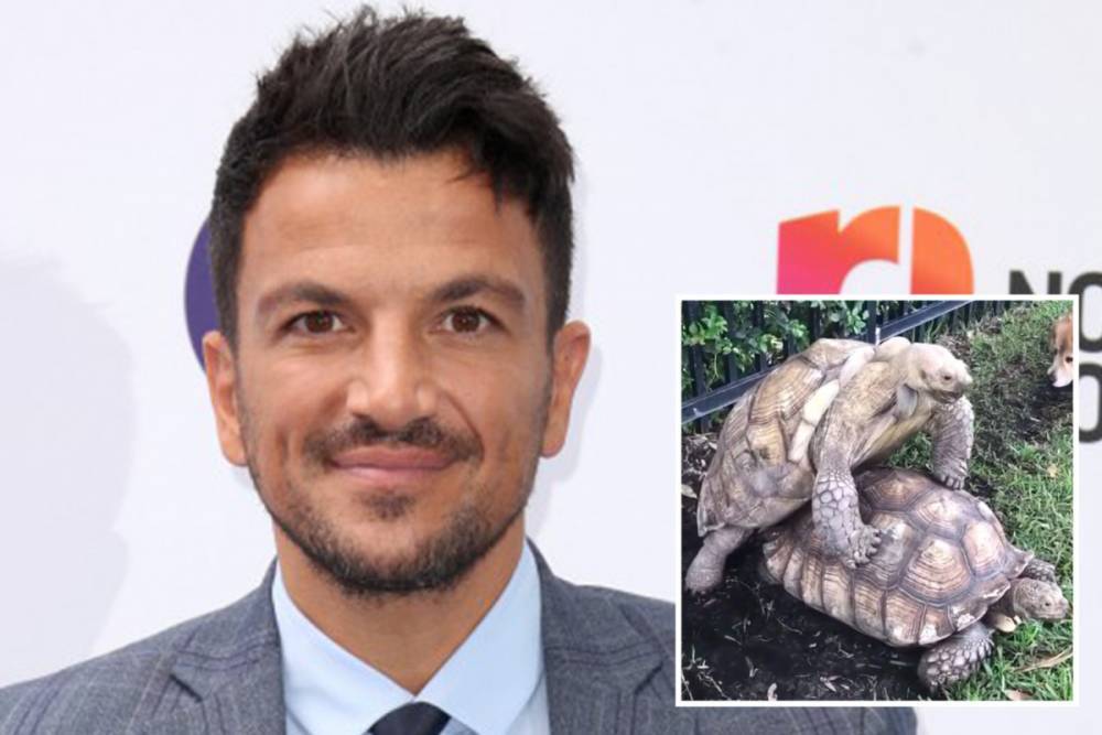 Peter Andre - Peter Andre baffles fans as he posts tortoise sex video to encourage social distancing - thesun.co.uk