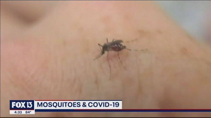 No, mosquitoes cannot spread COVID-19 - fox29.com - state Florida
