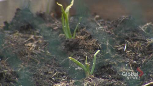 Montreal community gardens to stay closed for the season due to COVID-19 - globalnews.ca