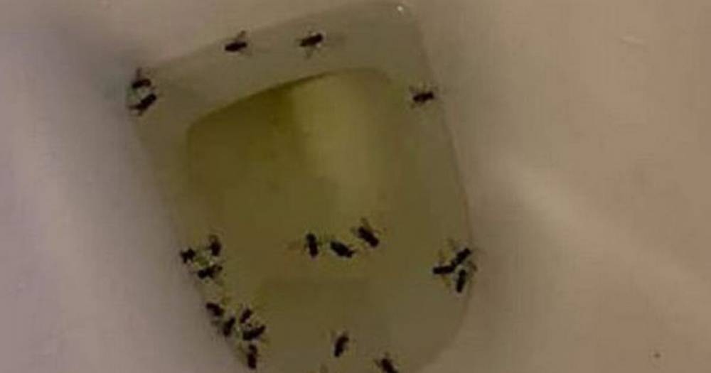 Coronavirus lockdown leads to plague of flies descending on UK city - dailystar.co.uk - Britain