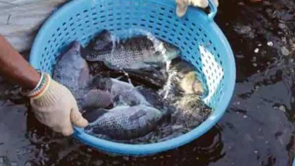 Govt exempts fishing, aquaculture industry from coronavirus lockdown - livemint.com - city New Delhi