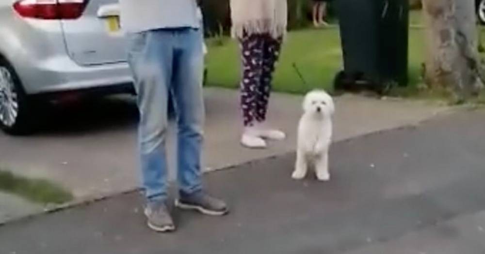 Incredible dog stands on hind legs and joins owner to 'clap' for NHS coronavirus heroes - dailystar.co.uk - Britain