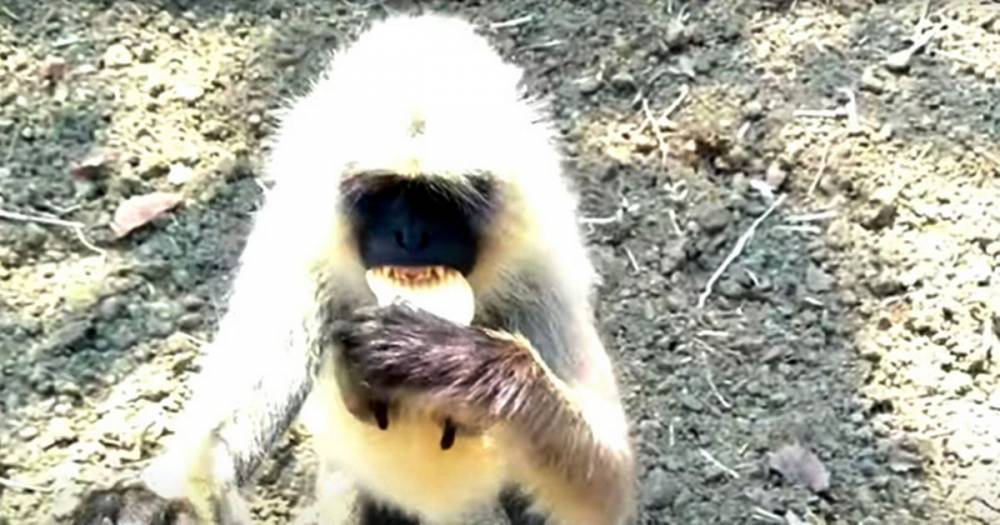 Monkeys rioting during coronavirus lockdown caught raiding crops by furious farmer - dailystar.co.uk - India