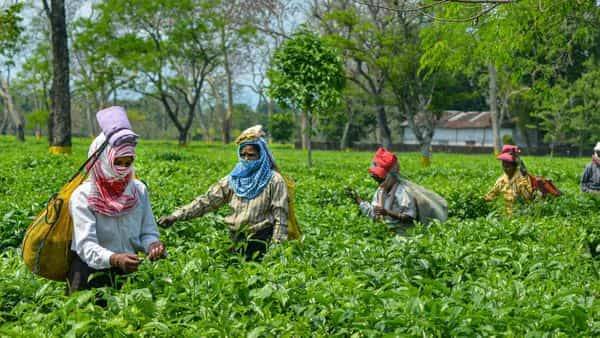 Tea plucking begins in Assam's Dibrugarh with workers following Covid-19 norms - livemint.com