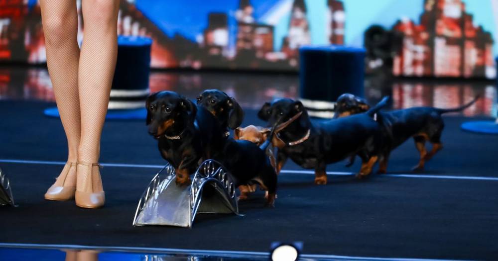 Amanda Holden - Declan Donnelly - Simon Cowell - David Walliams - Alesha Dixon - David Walliams swipes at Ant and Dec as Britain's Got Talent delights with dancing sausage dogs - manchestereveningnews.co.uk - Britain - Russia