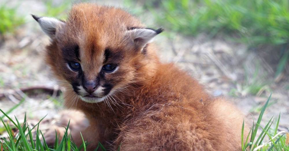 Adorable baby wildcats have uncanny resemblance to Star Wars legend Yoda - mirror.co.uk