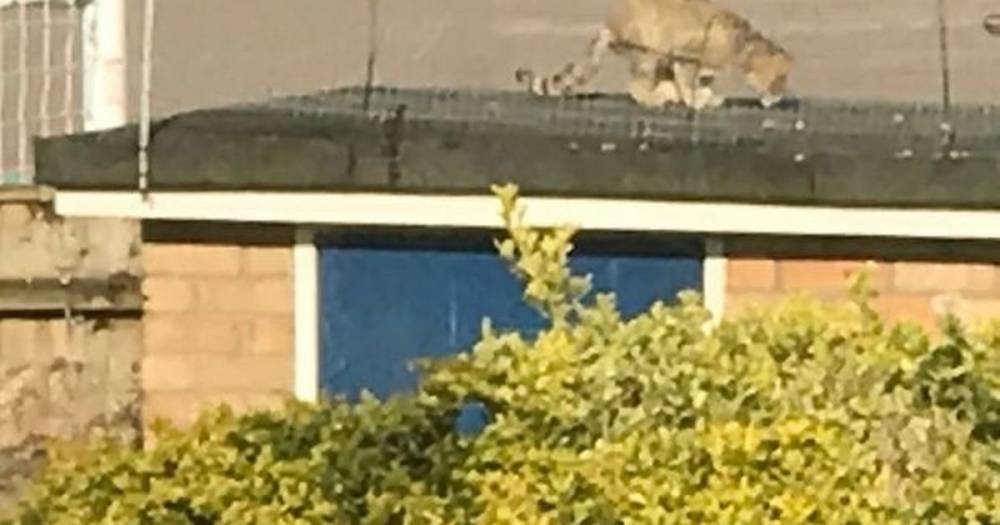 Shock as 'large wildcat with claws' spotted wondering near city centre back garden - dailyrecord.co.uk