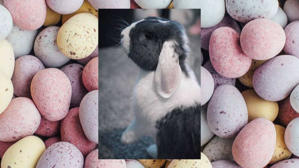 Wanting an Easter bunny of your own? Here’s what you need to know before getting a pet rabbit - clickorlando.com - state Florida