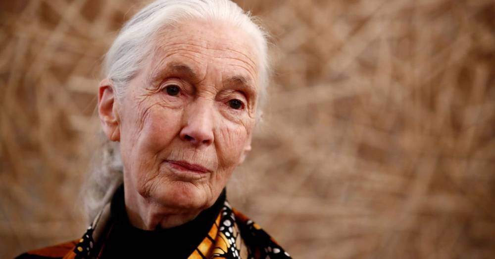 Jane Goodall - Dr Jane Goodall blames humans 'messing with nature' for coronavirus pandemic - mirror.co.uk - Britain