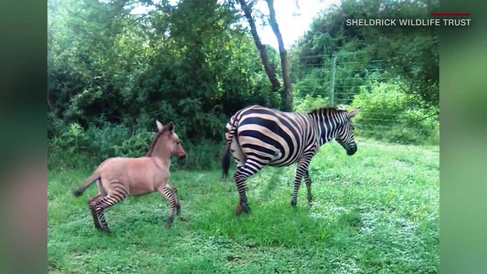 What do you get when a zebra mates with a donkey? This adorable zonkey - clickorlando.com - Georgia - Kenya