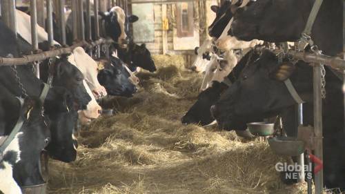 N.B. dairy industry feeling impact of the COVID-19 pandemic - globalnews.ca