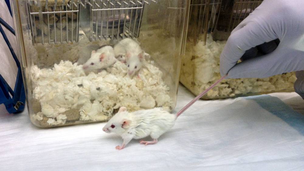 Mice, hamsters, ferrets, monkeys. Which lab animals can help defeat the new coronavirus? - sciencemag.org - state Iowa - Syria