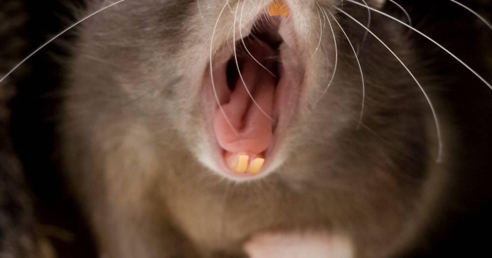 Rats going to war and turning to cannibalism as food dries up during lockdown - dailystar.co.uk - city New York
