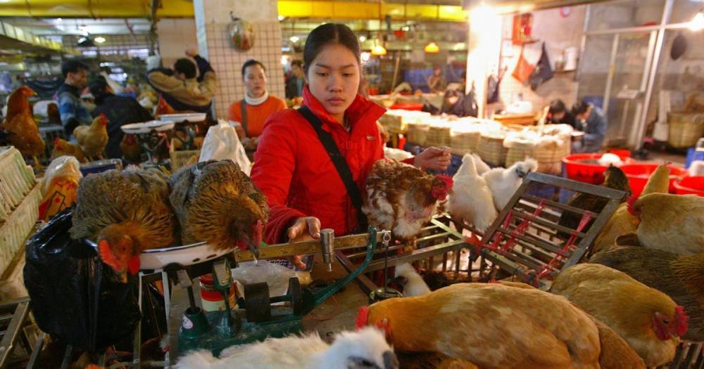 China launches furious defence of wet markets re-opening after coronavirus backlash - dailystar.co.uk - China - city Wuhan - Usa