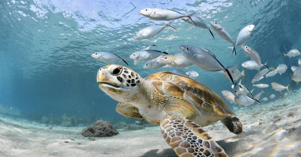 Marine life can bounce back by 2050 — but only if we act now - medicalnewstoday.com