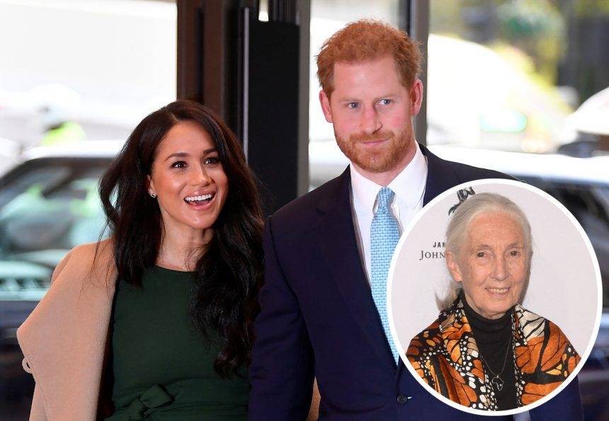Jane Goodall - Harry Is - Prince Harry Is ‘Finding Life A Bit Challenging’ Post-Megxit, According To Friend Dr. Jane Goodall - perezhilton.com - Britain