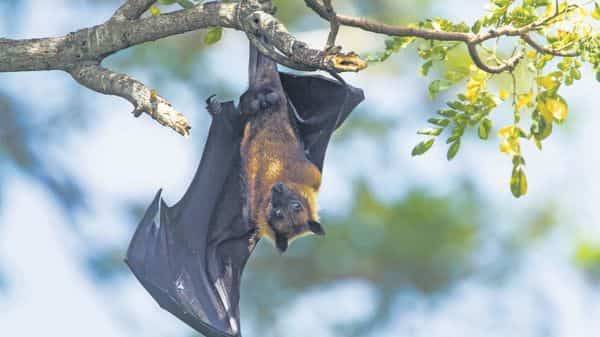 A different strain of coronavirus found in two Indian bat species - livemint.com - city New Delhi - India