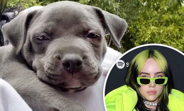 Billie Eilish - Billie Eilish adopts a cute gray Pit Bull puppy as she 'fails at fostering' dogs - dailymail.co.uk
