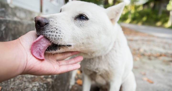 Regina dog rescue fundraising efforts halted by COVID-19 - globalnews.ca