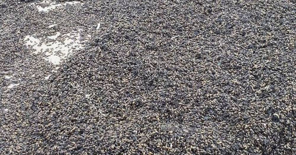 Huge swarm of beetles mysteriously wash up on beach near Scarborough - dailystar.co.uk - county Bay